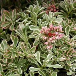Hot Sedum Spurium 'Variegatum' - Le pot de 1 litre
