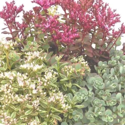 Outlet Sedums Varies - Le pot de 4 litres