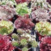Sale Sempervivum - Le pack de 4 plants