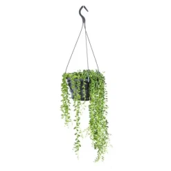 Discount Senecio Herreanus suspension Ø14x30 cm