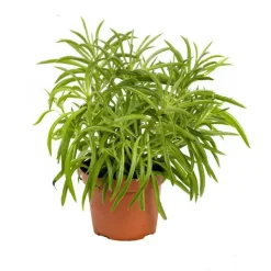 Sale Senecio Himalaya – Pot de Ø6 cm
