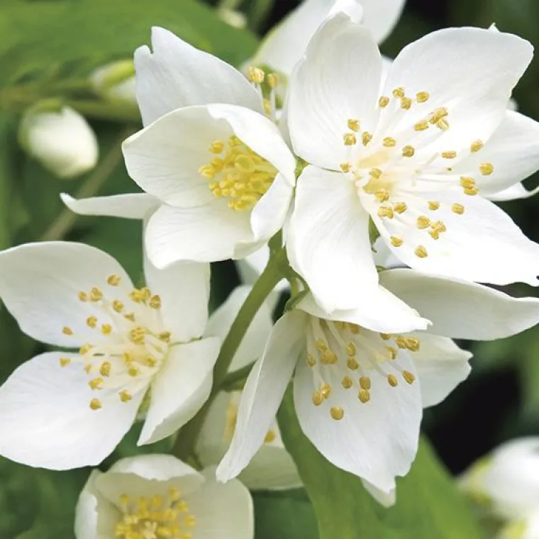 New BOTANIC® Seringat (Jasmin des poètes) blanc. Le pot de 3 litres