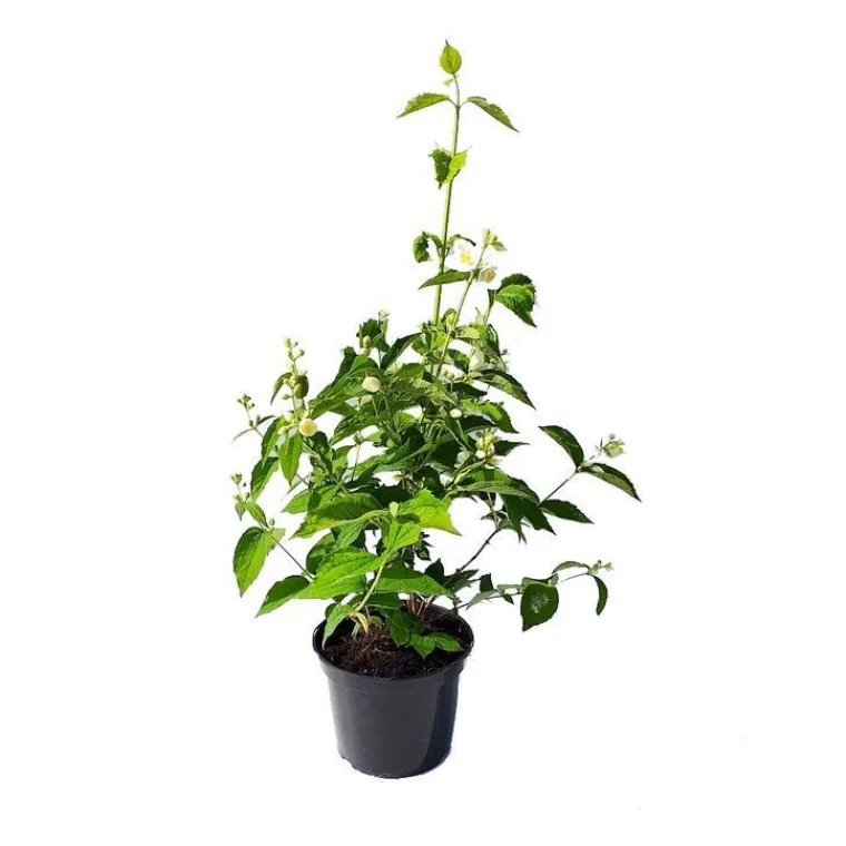 New BOTANIC® Seringat (Jasmin des poètes) blanc. Le pot de 3 litres