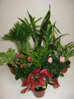 Sale Solanum Pseudocapsicum plante baby en pot Ø 5,5/6 cm