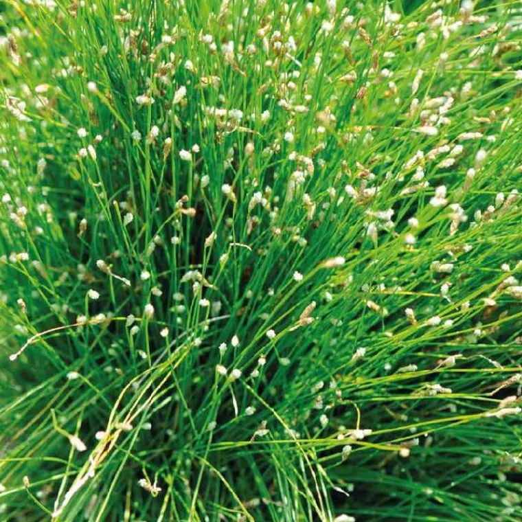 Best BOTANIC® Souchet penché godet 9x9 cm