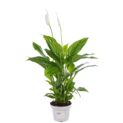 New Spathiphyllum pot Ø13 cm
