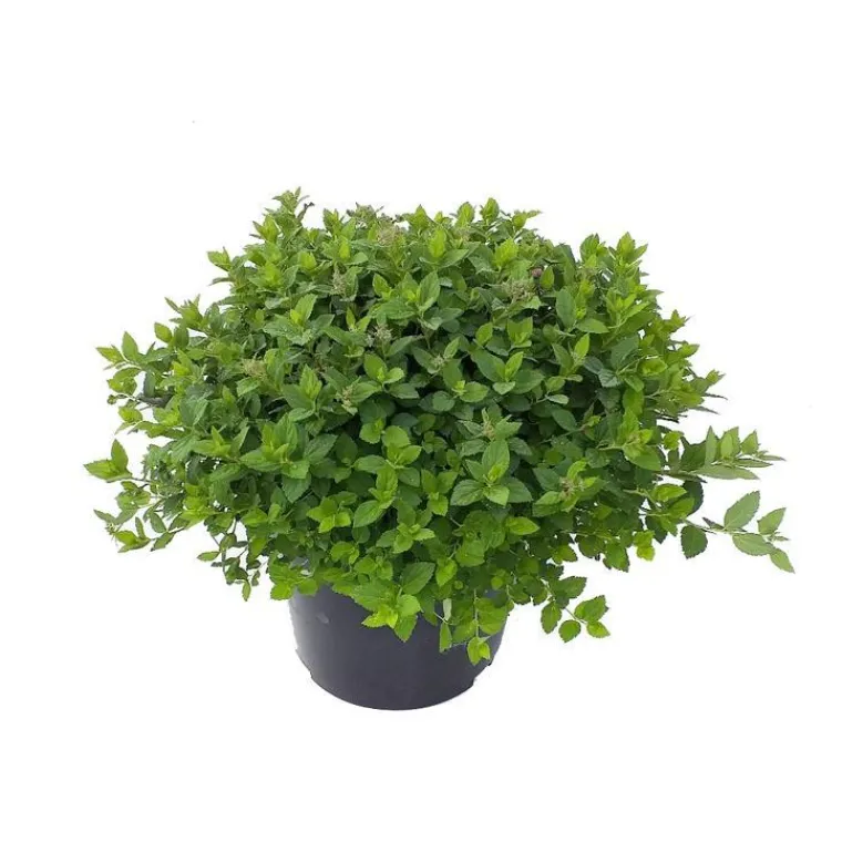Sale Spiraera Japonica Little Princess - Pot de 5L
