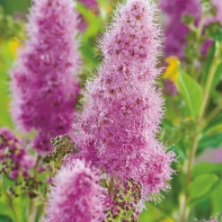 Best BOTANIC® Spirée de Billiard rose. Le pot de 3 litres