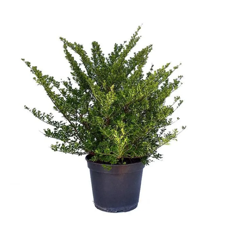 Online Spirée Japonaise Nipponica Snowmound touffe. Le pot de 5 litres