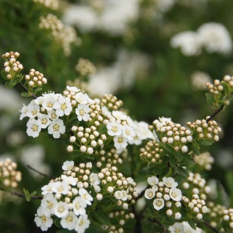 Online Spirée Japonaise Nipponica Snowmound touffe. Le pot de 5 litres