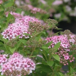 Spirée Japonica Little Princess rose. Le pot de 7,5 litres