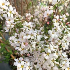 Hot Spirée Thunbergii Fujino Pink 80/100. Le pot de 10 litres