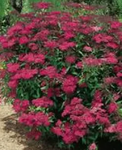 New Spirea Japonica Anthony Waterer - Pot de 3L
