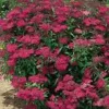 Outlet Spirea Japonica Anthony Waterer - Pot de 7L