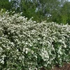 New Spirea Van Houttei - Pot de 4L