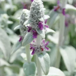 Sale BOTANIC® Stachys - Le pot de 9 x 9 cm