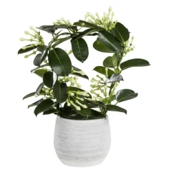 Stephanotis Floribunda Elegans ou Jasmin de Madagascar H 45 x Ø 12 cm
