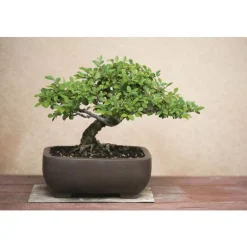 Best BOTANIC® Substrat bonsaï d'intérieur - 4 L