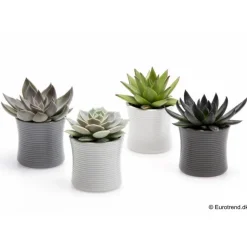 Online Succulentes en pot Ø 6 cm