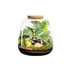 New BOTANIC® Terrarium autonome Moly Mix - Taille L Ø 23,5 cm H 25 cm