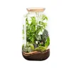 Discount BOTANIC® Terrarium autonome Bonbonne Classic Mix - Taille M Ø 23 cm H 41 cm