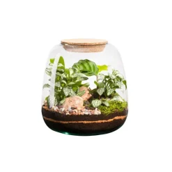 Outlet BOTANIC® Terrarium autonome Moly Mix - Taille M Ø 19 cm H 20 cm