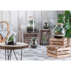 Sale BULLE DE NATURE Terrarium bonbonne avec bonsaï taille M Ø 23 x h 41 cm