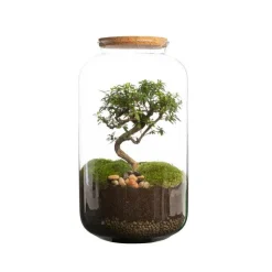 Sale BULLE DE NATURE Terrarium bonbonne avec bonsaï taille M Ø 23 x h 41 cm