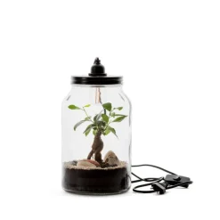 Best BULLE DE NATURE Terrarium Kraft Ginseng en verre transparent Naturalys taille M - Ø 15,5 x 26 cm
