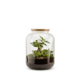 BULLE DE NATURE Terrarium Bonbonne Ginseng en verre transparent avec bouchon liège Naturalys taille S - Ø 19 x 30 cm