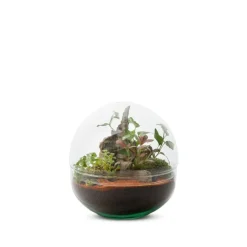 Discount BULLE DE NATURE Terrarium Mini Monde en verre transparent Naturalys taille M - Ø 20 x 20 cm