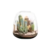 Outlet NATURALYS Terrarium cactés Moly Cactus - Taille L Ø 23,5 cm H 25 cm