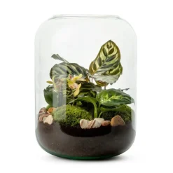 New NATURALYS Terrarium Bolton Phalaeno - Ø 23 cm