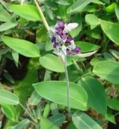 Online Thalia delbata 14 L en pot Ø 30 cm