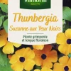 Best VILMORIN Thunbergia Suzanne aux yeux noirs - graines à semer