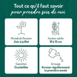 Hot BOTANIC® Thym Serpolet Rose - Le pot de 9 x 9 cm