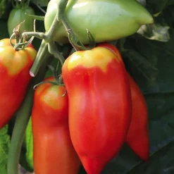 Online BOTANIC® Tomate Allongee Andine Cornue Bio. La barquette de 3 plants