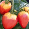 Online BOTANIC® Tomate Allongee Coeur De Boeuf "Cuor Di Bue" Bio. La barquette de 3 plants