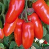 Outlet BOTANIC® Tomate Allongee San Marzano Bio. Le pot de 10,5 cm