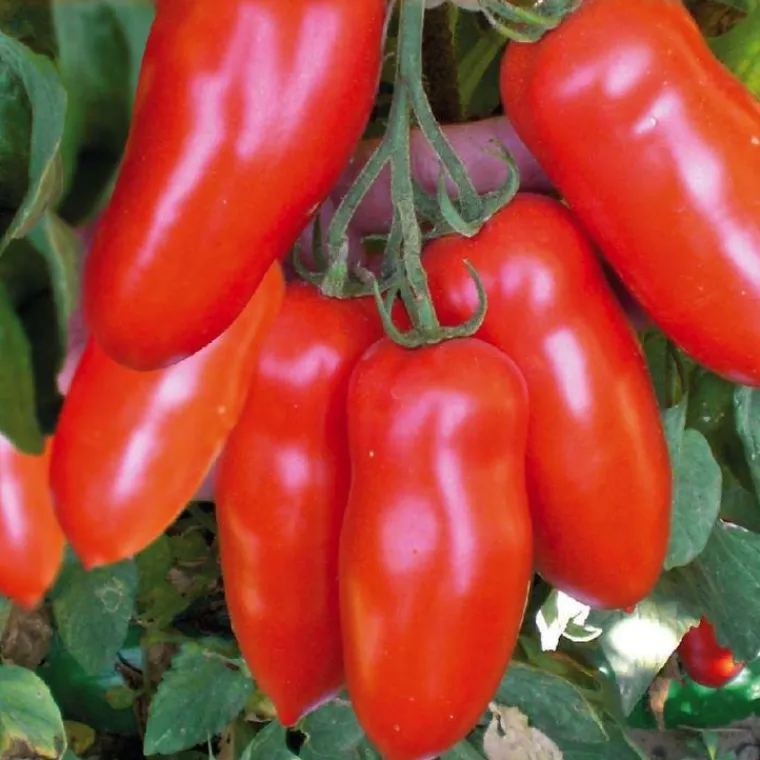 Outlet BOTANIC® Tomate Allongee San Marzano Bio. Le pot de 10,5 cm
