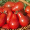 BOTANIC® Tomate Cerise Allongee Red Pear Bio. Le pot de 10,5 cm