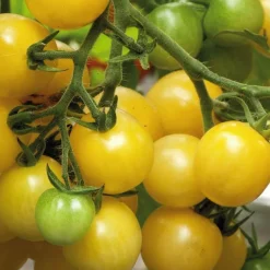 BOTANIC® Tomate Cerise Ronde Mirabelle Blanche Bio. Le pot de 9x9 cm