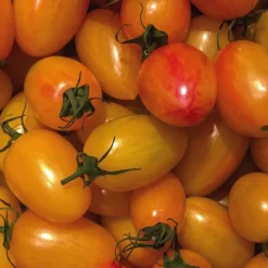 Clearance BOTANIC® Tomate Cocktail Alllongée Blush Bio. Le pot de 10,5 cm