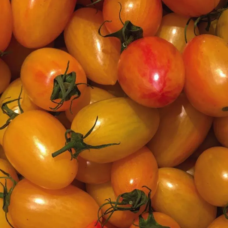 Clearance BOTANIC® Tomate Cocktail Alllongée Blush Bio. Le pot de 10,5 cm