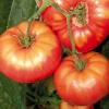 Sale BOTANIC® Tomate Cotelée Brandywine Bio. Le pot de 9x9 cm