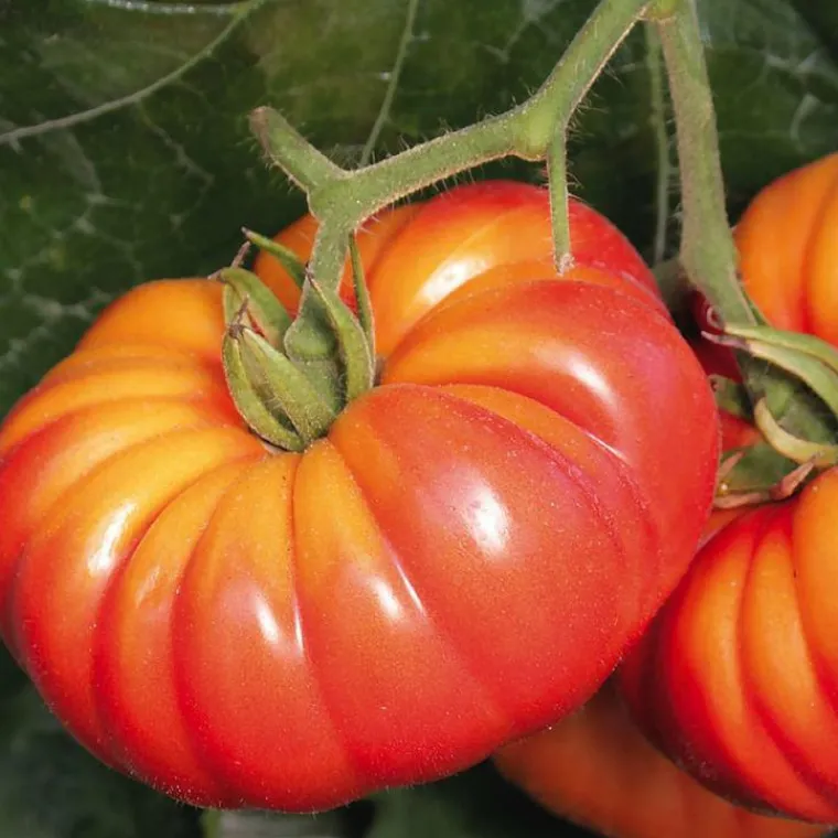 Hot BOTANIC® Tomate Côtelée Potiron Écarlate Bio. Le pot de 9x9 cm