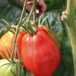Discount BOTANIC® Tomate Côtelee Corazon Bio. Le pot de 10,5 cm