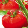 Online BOTANIC® Tomate Côtelee Marbonne Bio. La barquette de 3 plants
