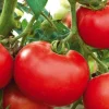 Online BOTANIC® Tomate Ronde Merveille Des Marches Bio. Le pot de 10,5 cm