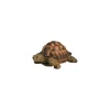 Discount RIVIERA Tortue verte 17cm